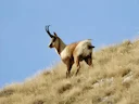 Pireneese gemsbok (Ornate gemsbok) (Rupicapra pyrenaica ornata), 3 of 3