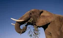 Huge Zimbabwe Elephant Killed Legally, Says Wildlife Authority

Harare: The hunt that killed one of the biggest elephants seen for years in Zimbabwe was legal, the wildli