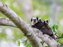 Geoffroy se kroesmarmoset (Callithrix geoffroyi), 2 of 5
