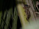 Sangihe-tarsier (Tarsius sangirensis), 2 of 2
