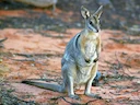 Brilwallaby Brilwallaby