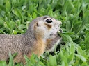 Rooiwang-grondeekhoorn (Spermophilus erythrogenys), 3 of 5