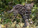 Asiatiese luiperdkat (Prionailurus bengalensis), 3 of 4