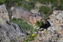Set #2 of the FLYING pika!
(Please view each image large for details)
One of my absolute favorite and most challenging subjects to photograph........the mighty American P