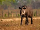 Eteläamerikan tapiri Eteläamerikan tapiri