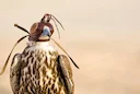 Zagora: A Traditional Falconry Destination in the Heart of Morocco. The Natural Beauty and Hunting Opportunities in Zagora

Zagora, a region in southern Morocco, offers a