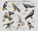 Falconry Birds List: Species, Traits, Habitats & Value

Falconry is a timeless tradition fusing skill, heritage, and a close human–raptor connection. For falconers, under