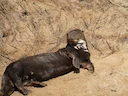 Reuseotters (Pteronura brasiliensis), 5 of 6