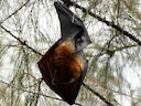 Vlermuis (Pteropus hypomelanus) (Pteropus hypomelanus), 3 of 3