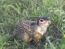 Vlekagtige aardgrondeekhoorn (Spermophilus suslicus), 2 of 4