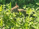 New England se Katoenstertkonyn (Sylvilagus transitionalis), 1 of 5