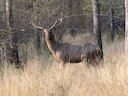 Indiese sambar (Rusa unicolor), 2 of 11