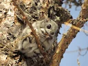 Europese gly-ekhoring (Pteromys volans), 3 of 5