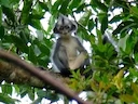 Thomas-se-langur (Presbytis thomasi), 4 of 7