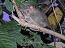 Siau-eiland-tarsier (Tarsius tumpara), 4 of 5