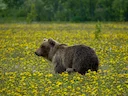 Bruinbeer (Ursus arctos), 7 of 14