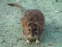 Rysvelddas