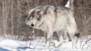 If you are hunting or trapping wolves in Montana, you need to be aware of some changes that are effective immediately due to a temporary restraining order issued by a dis