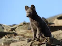 Poolvos (Vulpes lagopus), 7 of 7
