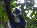 Thomas-se-langur (Presbytis thomasi), 2 of 7
