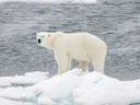 Bruinbeer (Ursus arctos), 6 of 14