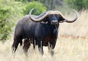 काला भैंस (अफ्रीकी भैंस) काला भैंस (अफ्रीकी भैंस)