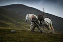 Islay and Jura kids feast on venison for school dinners

In a UK first, young people on two of Scotland’s islands are feasting on local wild venison, with the meat being 