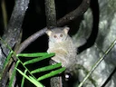 Makassar-tarsier (Tarsius fuscus), 2 of 2