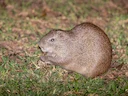 Grootrietrot (Thryonomys swinderianus), 3 of 3