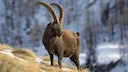 ALPINE IBEX HUNTING IN AUSTRIA

Scientific name: Capra Ibex

In the 17th century the Alpine Ibex was almost eradicated. For the people the ibex was a mystical animal and 