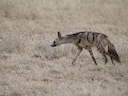Suider-aardwolf (Proteles cristatus), 5 of 5
