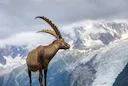Jagd im Bezirk Einsiedeln (Kanton Schwyz), Schweiz: Merkmale, Bevölkerung, Jagdansätze, Wildleben, Jagdperioden, Vereine, Bestimmungen und Traditionen

Geografische und n