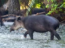 Tapir Baird (Tapir Trung Mỹ) (Tapirus bairdii), 2 of 3