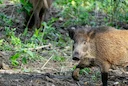 Chasseur jugé au printemps pour un tir sur sanglier en bordure de route 

🚨 Les faits survenus à Saint-Maur 

Le 7 décembre 2025, un chasseur de 76 ans a abattu un sangl