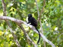 Swart-hand-tamarijn (Saguinus niger), 4 of 5