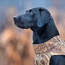 The Labrador Retriever: The Ultimate Hunting Companion

The Labrador Retriever is one of the most popular dog breeds in the world, and for good reason. Known for their in