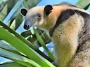 Noordelike tamandua (Tamandua mexicana), 4 of 4