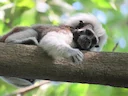 Katoenhooftamarine (Saguinus oedipus), 4 of 4