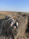 Goose Hunting in 2024: A Comprehensive Guide

As the crisp air of autumn blankets the landscape, the anticipation of goose hunting season stirs excitement among outdoor e