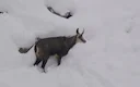 کل کوهی آسیایی کل کوهی آسیایی