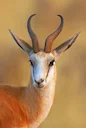 Hunting Burkina Faso: Wildlife and Hunting Heritage, Hunting Methodology & Terrain
The name Burkina Faso translates roughly to "Land of Upright People" (or "Country of H Hunting Burkina Faso: Wildlife and Hunting Heritage, Hunting Methodology & Terrain
The name Burkina Faso translates roughly to "Land of Upright People" (or "Country of H