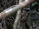 Geelkeelseekster (Sciurus gilvigularis), 1 of 4