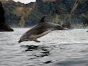 Gewone bottelneusdolfyn (Tursiops truncatus), 3 of 6