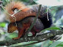 Noord-Amazoniese Rooi Eekhoring (Sciurus igniventris), 3 of 4