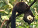Swart reuseekster (Ratufa bicolor), 6 of 7