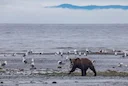Bruinbeer (Siberiese bruinbeer) (Ursus arctos collaris), 3 of 3