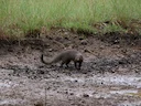 Rooimangoes (Urva smithii), 3 of 4