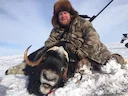 By Aaron Webber

The three muskox bulls were getting anxious and it appeared that they were about to run again. I had chased this particular bull several times from a lar