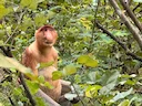 Proboscis Monkey (Nasalis larvatus), 2 of 7
