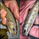 “Landlocks & Brookies” • The fam and I were out trying to find moose along the dirt roads when we stumbled upon an apparently unnamed pond on the Connecticut River, which